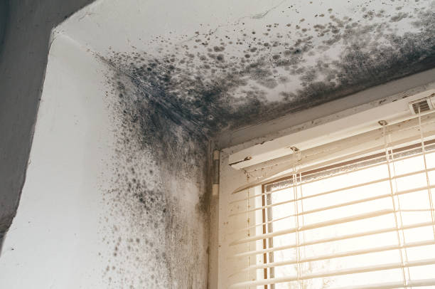 Affordable Mold Removal solutions in Westwood, KY